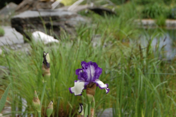 Remo Leghissa, Skulpturenpark - Iris am Weg